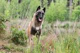 MALINOIS 534